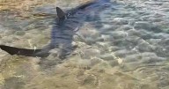 Tourists at popular European hotspot warned after 'huge beast' shark sighting