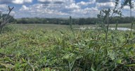 Extended summer dry spell is putting strain on Kentucky farmers