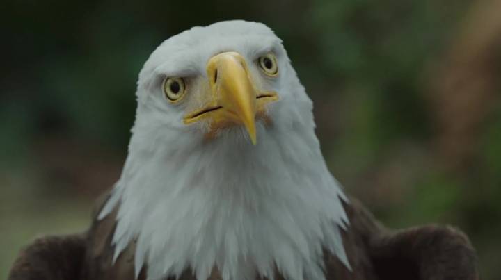 Peacemaker Season 2's Big Eagly Fight Works Thanks To One Dumb, Genius Decision