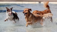 Want a unique pet? U.S. News lists most popular dog breeds, names in MS