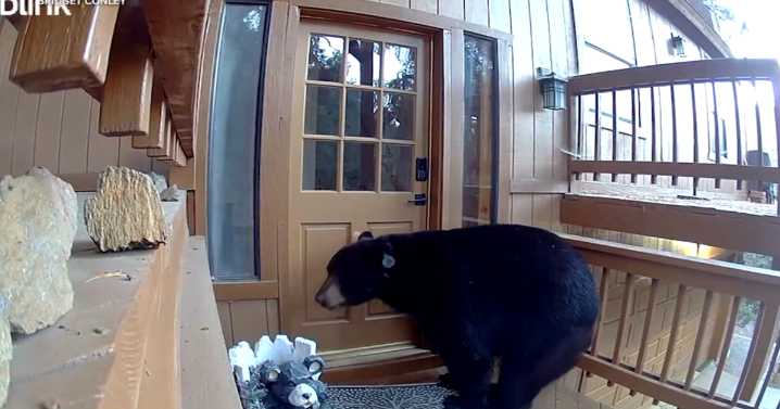 Hungry bear breaks into Pine Mountain Club home, raids kitchen