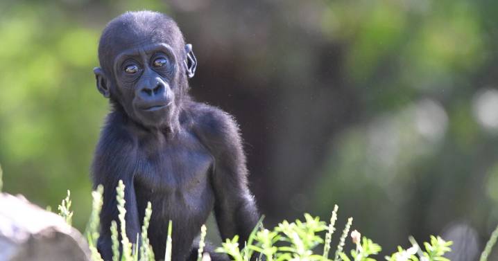 Detroit Zoo celebrating 1st birthday for gorilla Motema on Friday