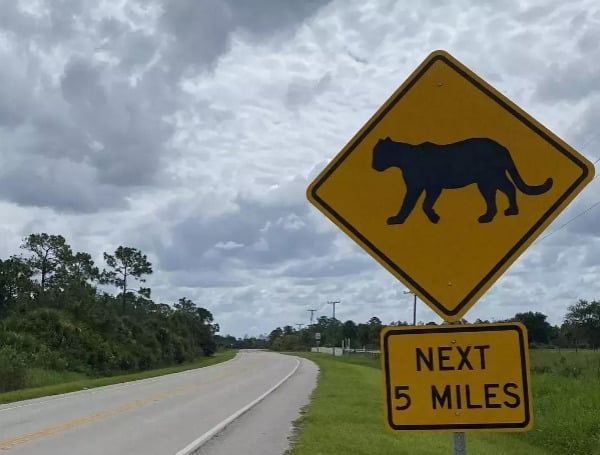 Two Young Florida Panther Siblings Killed In Vehicle Collision: FWC