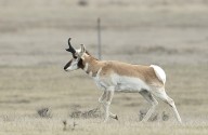 Game and Fish issues all North Dakota pronghorn licenses in lottery