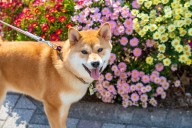 13 Stubborn Dog Breeds Always Ready to Do Things Their Way