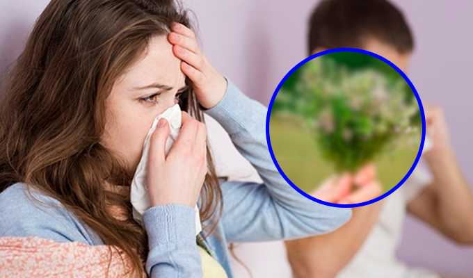 Ni la menta ni el eucalipto: Esta es la mejor hierba medicinal que sirve para curar la gripo y el dolor de garganta