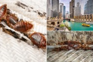 Chicago holds number one spot on bedbug infestation list for fifth year in a row