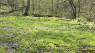40 acres preserved in Carroll County through conservation easement