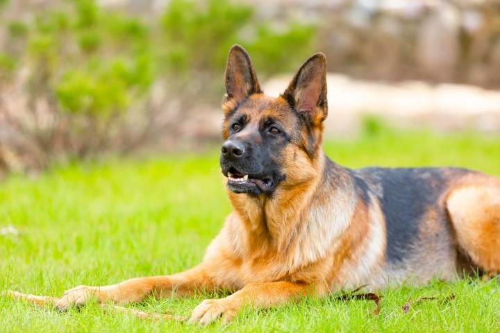 11 Loyal Dog Breeds That Stick by You Through Anything