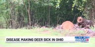 Disease making deer sick