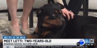 ABC7’s Pet of the week: Meet Letti!