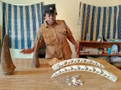 Six Convicted in Blantyre for Dealing in Rhino Horns and Ivory
