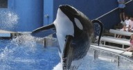 Ésta es la HISTORIA REAL de Tilikum, la orca que presuntamente ‘mató’ a sus entrenadores en SeaWorld