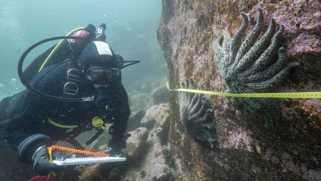 Scientists say they have solved the mystery of what killed more than 5 billion sea stars