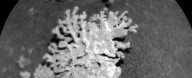 Tiny 'Coral' Discovered by Rover in Martian Crater