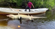 Muerte de “Lucho”, cocodrilo icónico, cuestiona la endeble protección de la Profepa a la fauna silvestre de #Oaxaca