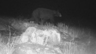 Captan oso negro en nueva carretera de Nuevo Casas Grandes📷