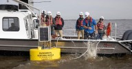 Professor who uncovered Lake Maurepas pollution removed from team. SLU says move was unrelated.