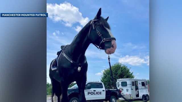 Manchester Mounted Patrol announces name for new equine officer