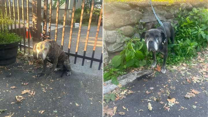 New Jersey Rescuers Left Heartbroken After Discovering A Note With Two Elderly Dogs At The Shelter Gate