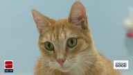 From Oregon to Oklahoma: Missing cat found alive after 25 days in moving container