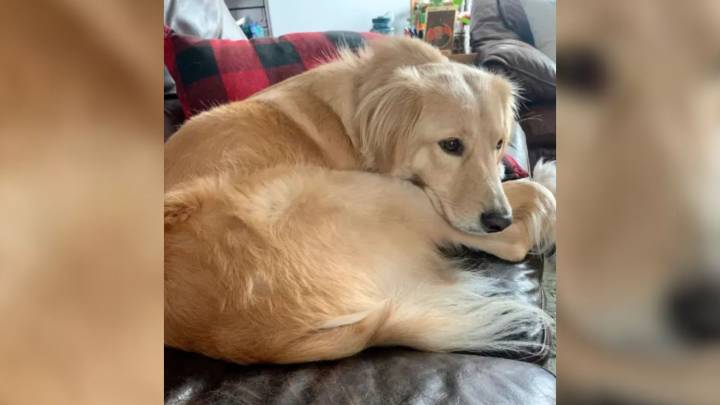 Colorado Couple Thinks They Adopted A Golden Retriever Mix, Then Comes A Shock