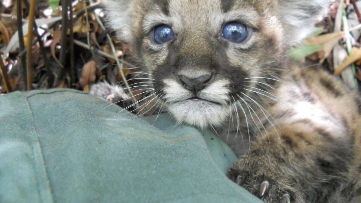 Endangered Florida panther kittens, born just months ago, hit and killed