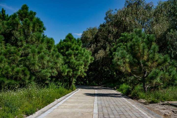 Pide cerrar filas en torno al bosque