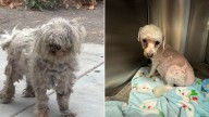 Terrified Matted Dog Rescued From California Streets Reveals a Life