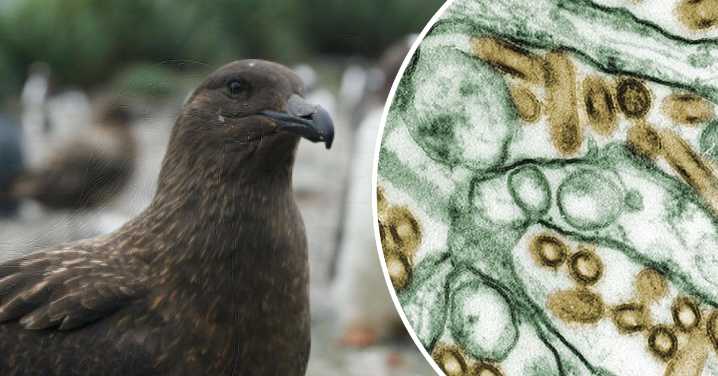 H5 bird flu: Millions thrown at preparing for deadly outbreak that will 'almost certainly' reach Australia