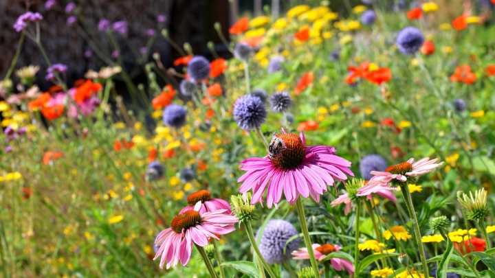 Low-Maintenance Perennial Plants That Hardly Need Any Attention To Thrive