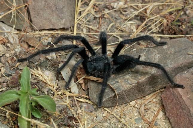 Tarantulas with giant penises discovered and we’re scared stiff