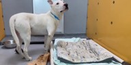What can be done to fix the capacity crisis at the Animal Foundation in Las Vegas?