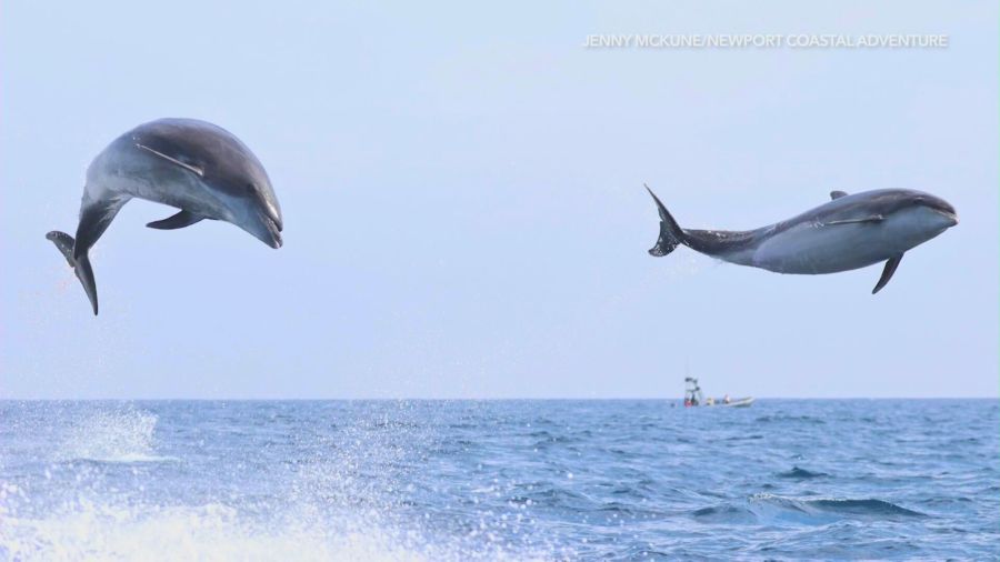 Rare moment caught on video of 100 dolphins riding boat’s wake in Orange County