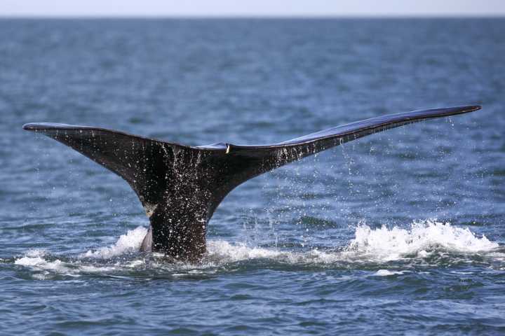 Trump team says endangered species list is 'Hotel California'