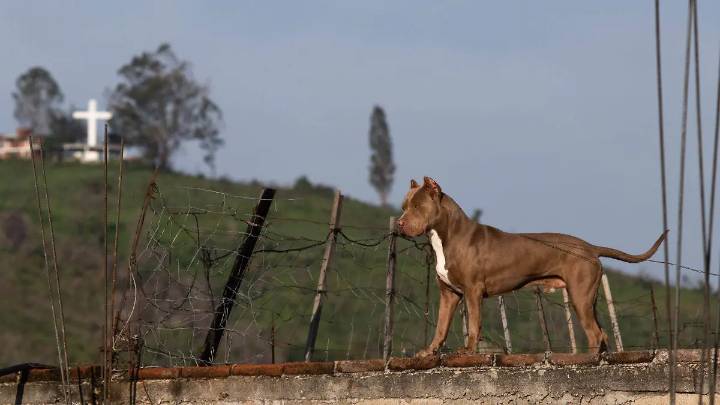 Fijan plazo para publicar reglamento contra el maltrato animal en Cuautla