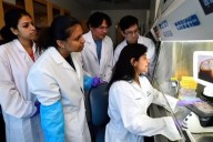Primer organoide cerebral completo con actividad neuronal es creado por científicos