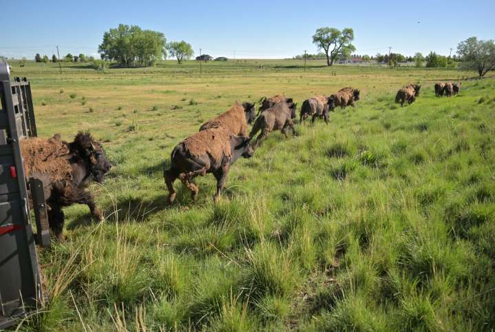 Bison meat is increasingly popular on Colorado menus