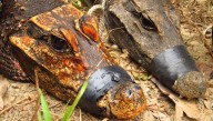 Gabon's Orange Cave Crocodiles: Are They Mutations Or Evolving Into New Species?