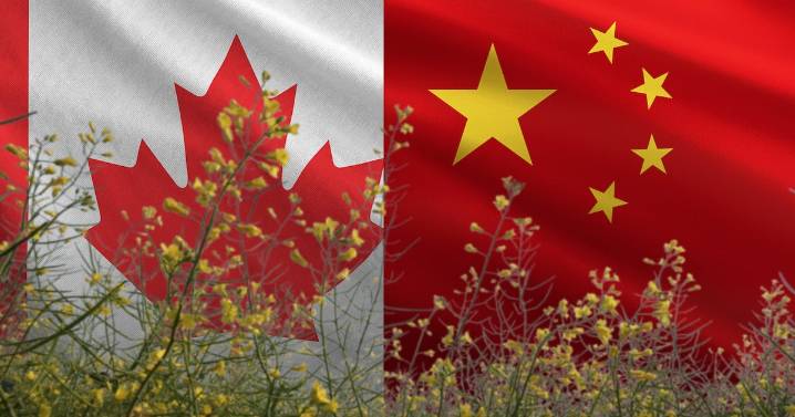 ‘Le llueven’ aranceles a Canadá: Negocia con China impuesto a la canola canadiense