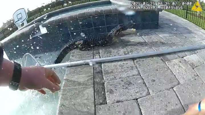 Policía de Florida captura caimán con las manos