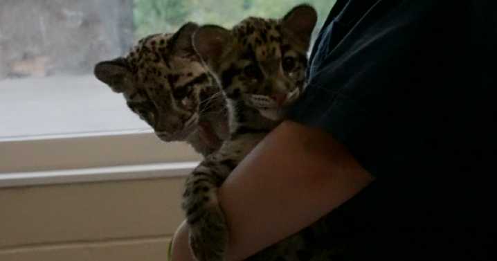 Nashville Zoo welcomes new clouded leopard cub, helping preserve endangered species