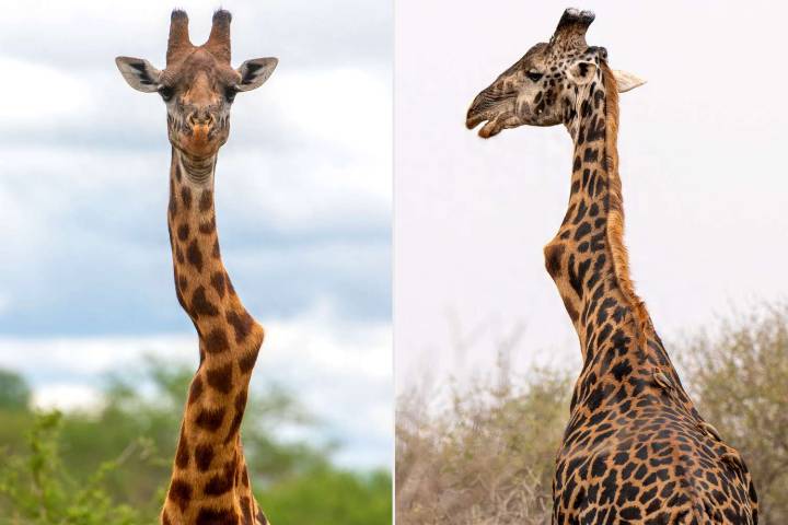 Giraffe with Dramatically Crooked Neck, Feared Dead, Seen Thriving in the Wild