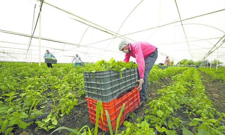 Experto advierte sobre riesgos por aranceles: impactos golperarán a toda la industria agrícola