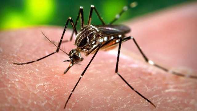 What to know: Mosquito pool in Dodge County tests positive for West Nile virus