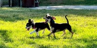 MDARD shares animal safety tips for Labor Day weekend