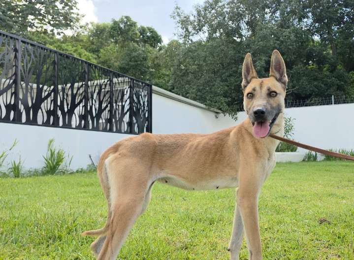 LA UNIDAD CANINA ACUDIERON AL LUGAR Y LOGRARON RESCATARLA