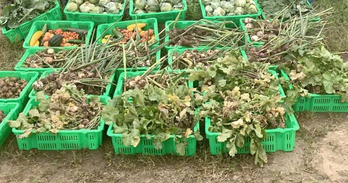 Fall planting deadline is coming up soon
