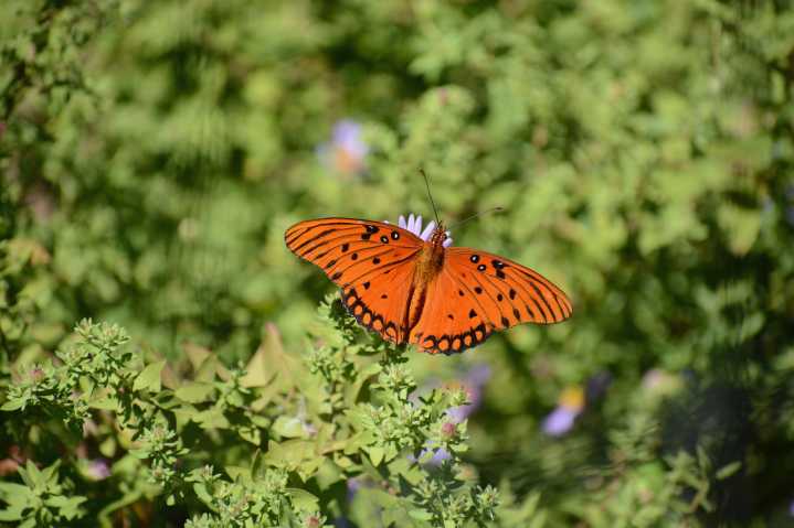 Una visitante especial: regresó la mariposa gulf fritillary a Prairie Ridge