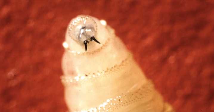 Maryland resident is diagnosed with New World screwworm. What to know about the parasite